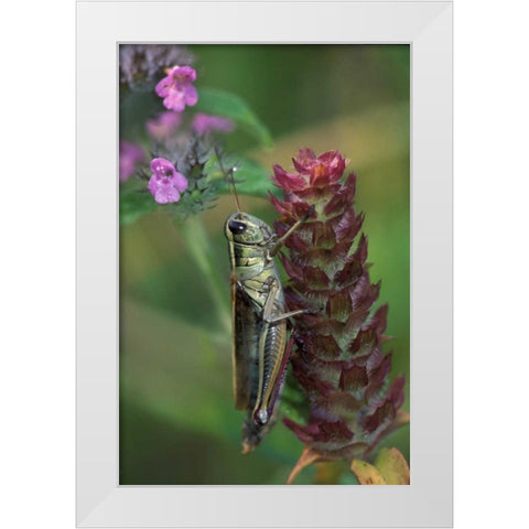Pennsylvania Close-up of grasshopper on plant White Modern Wood Framed Art Print by Rotenberg, Nancy