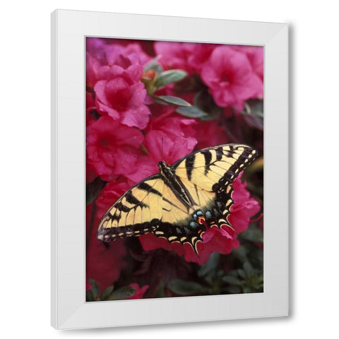 Pennsylvania Swallowtail butterfly on azalea White Modern Wood Framed Art Print by Rotenberg, Nancy