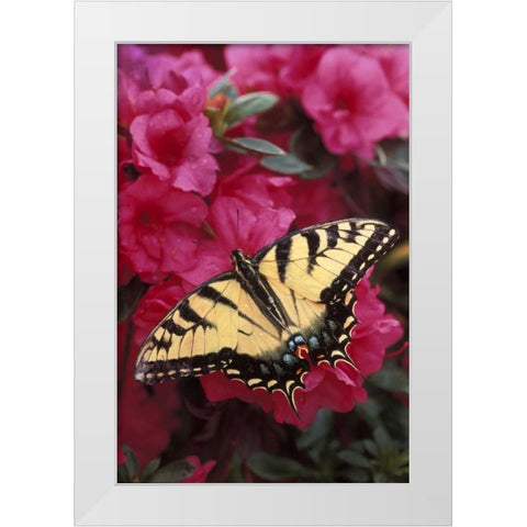 Pennsylvania Swallowtail butterfly on azalea White Modern Wood Framed Art Print by Rotenberg, Nancy