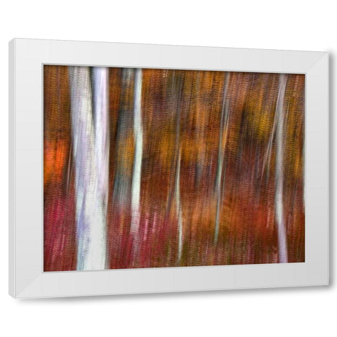 PA, Delaware Water Gap NRA Abstract of trees White Modern Wood Framed Art Print by OBrien, Jay