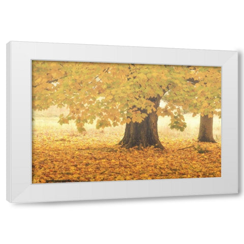 PA, Valley Forge NP Sunrise on trees in Autumn White Modern Wood Framed Art Print by OBrien, Jay