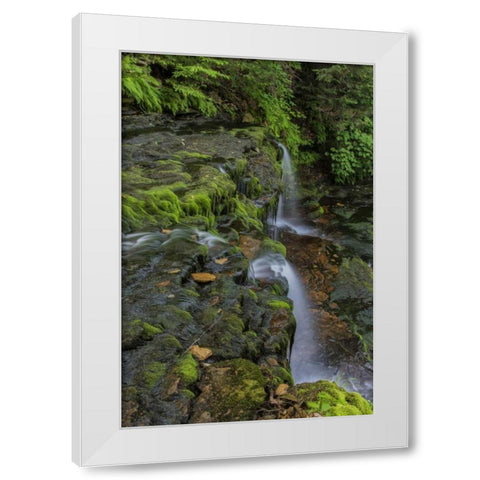 Pennsylvania, Ricketts Glen SP Flowing stream White Modern Wood Framed Art Print by OBrien, Jay