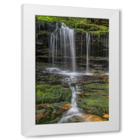 Pennsylvania Waterfall in Ricketts Glen SP White Modern Wood Framed Art Print by OBrien, Jay