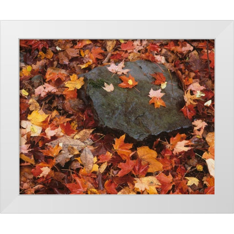 Pennsylvania Forest floor in Worlds End SP White Modern Wood Framed Art Print by Flaherty, Dennis