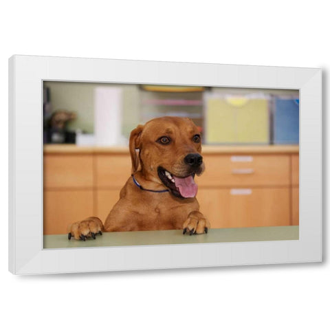 USA, Pennsylvania, Erie Humane Society dog White Modern Wood Framed Art Print by Anon, Ellen