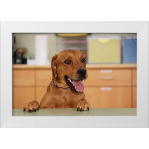 USA, Pennsylvania, Erie Humane Society dog White Modern Wood Framed Art Print by Anon, Ellen
