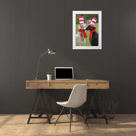 Pennsylvania, Erie Two llamas dressed humorously White Modern Wood Framed Art Print by Anon, Ellen