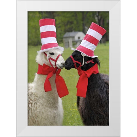 Pennsylvania, Erie Two llamas dressed humorously White Modern Wood Framed Art Print by Anon, Ellen