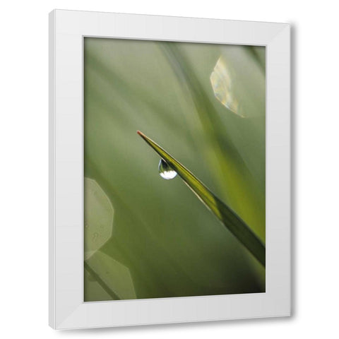 USA, Pennsylvania Dewdrop on leaf White Modern Wood Framed Art Print by Rotenberg, Nancy