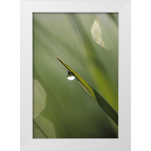 USA, Pennsylvania Dewdrop on leaf White Modern Wood Framed Art Print by Rotenberg, Nancy