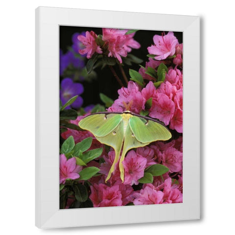 USA, Pennsylvania Luna moth on pink clematis White Modern Wood Framed Art Print by Rotenberg, Nancy