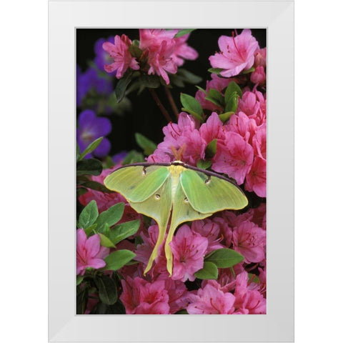 USA, Pennsylvania Luna moth on pink clematis White Modern Wood Framed Art Print by Rotenberg, Nancy