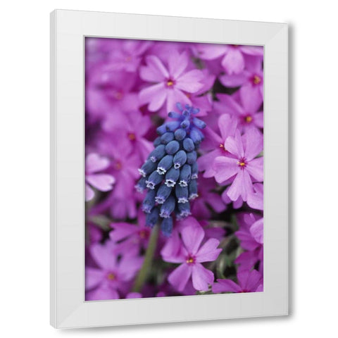 PA, Grape hyacinth and phlox flowers in garden White Modern Wood Framed Art Print by Rotenberg, Nancy
