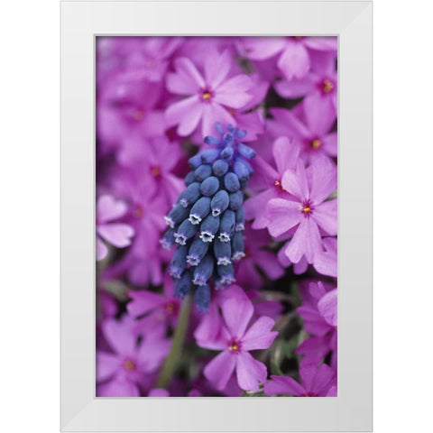 PA, Grape hyacinth and phlox flowers in garden White Modern Wood Framed Art Print by Rotenberg, Nancy