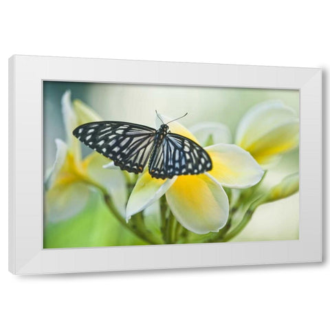 Pennsylvania Swallowtail butterfly on flower White Modern Wood Framed Art Print by Rotenberg, Nancy