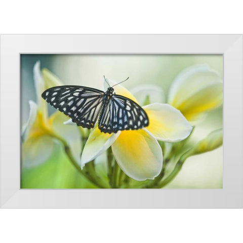 Pennsylvania Swallowtail butterfly on flower White Modern Wood Framed Art Print by Rotenberg, Nancy