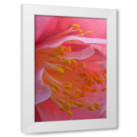USA, Pennsylvania Camellia blossom close-up White Modern Wood Framed Art Print by Rotenberg, Nancy
