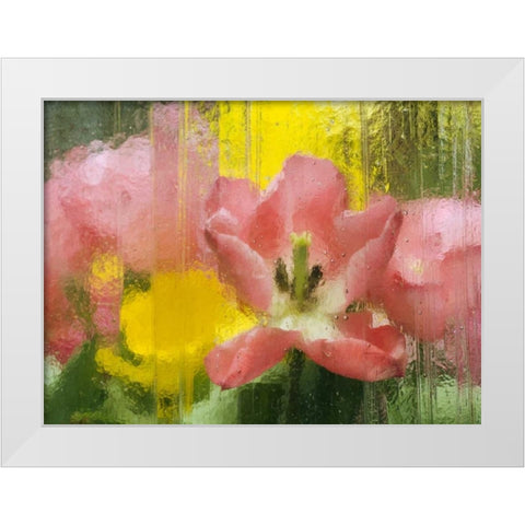 PA, Abstract tulip impression through glass White Modern Wood Framed Art Print by Rotenberg, Nancy
