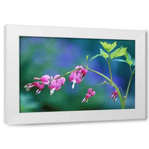 Pennsylvania Bleeding heart flowers in garden White Modern Wood Framed Art Print by Rotenberg, Nancy