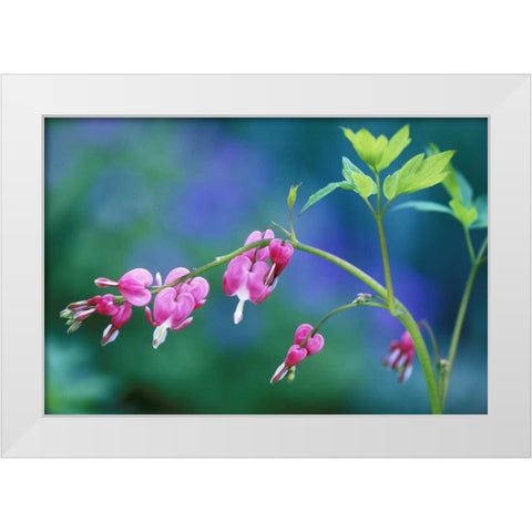 Pennsylvania Bleeding heart flowers in garden White Modern Wood Framed Art Print by Rotenberg, Nancy