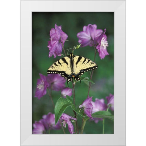 Pennsylvania Tiger swallowtail on flower White Modern Wood Framed Art Print by Rotenberg, Nancy