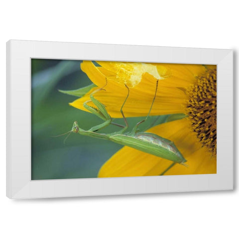 PA, Praying mantis with egg sac on sunflower White Modern Wood Framed Art Print by Rotenberg, Nancy