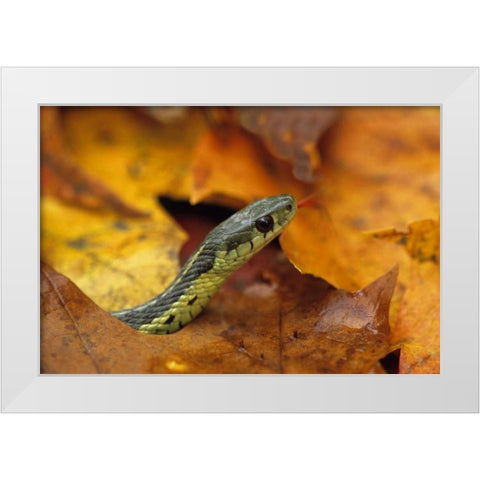 Pennsylvania Garter snake in autumn White Modern Wood Framed Art Print by Rotenberg, Nancy