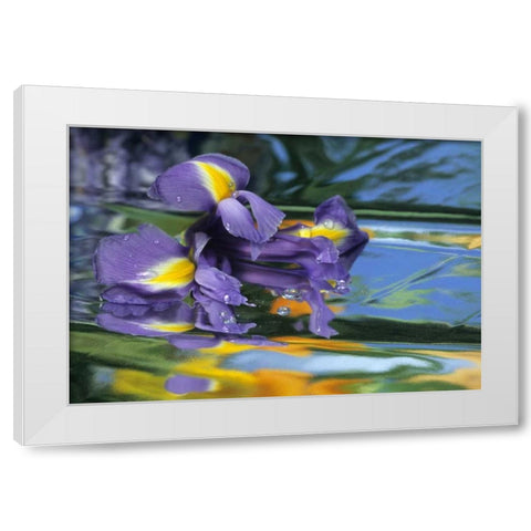 Pennsylvania Iris on mylar reflective surface White Modern Wood Framed Art Print by Rotenberg, Nancy