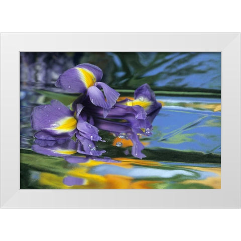 Pennsylvania Iris on mylar reflective surface White Modern Wood Framed Art Print by Rotenberg, Nancy