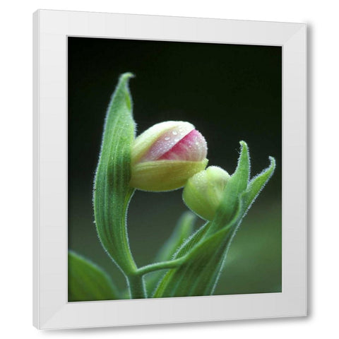 USA, Pennsylvania Close-up of flower bud opening White Modern Wood Framed Art Print by Rotenberg, Nancy