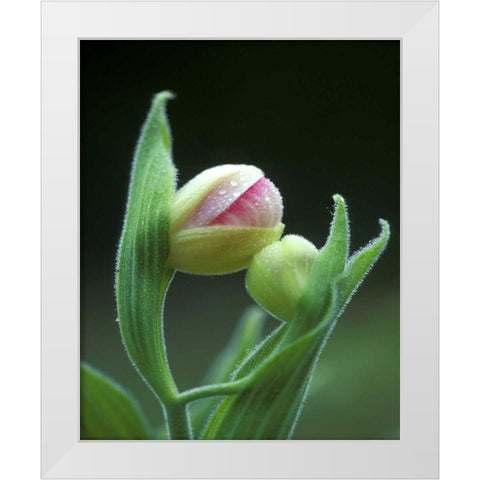 USA, Pennsylvania Close-up of flower bud opening White Modern Wood Framed Art Print by Rotenberg, Nancy