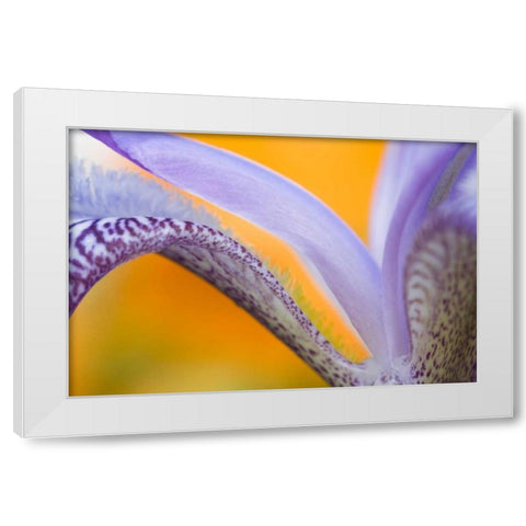 USA, Pennsylvania Detail of iris flower pattern White Modern Wood Framed Art Print by Rotenberg, Nancy