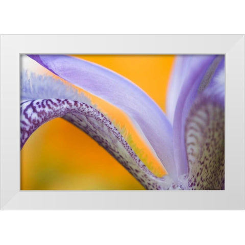 USA, Pennsylvania Detail of iris flower pattern White Modern Wood Framed Art Print by Rotenberg, Nancy