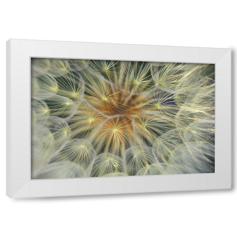 USA, Pennsylvania Dandelion seedhead close-up White Modern Wood Framed Art Print by Rotenberg, Nancy