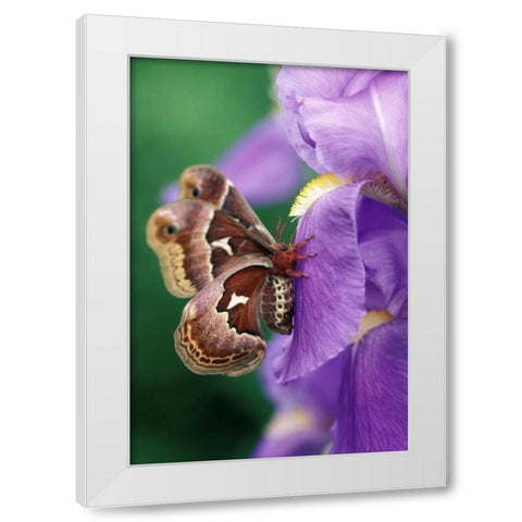 USA, Pennsylvania Cecropia moth on iris flower White Modern Wood Framed Art Print by Rotenberg, Nancy