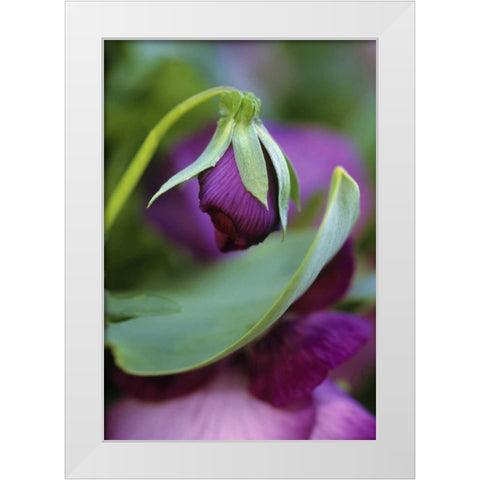 USA, Pennsylvania Flower bud opening in spring White Modern Wood Framed Art Print by Rotenberg, Nancy