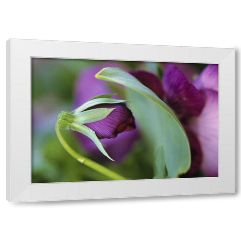 USA, Pennsylvania Flower bud opening in spring White Modern Wood Framed Art Print by Rotenberg, Nancy