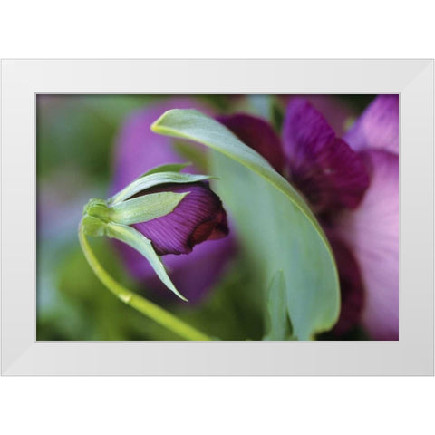 USA, Pennsylvania Flower bud opening in spring White Modern Wood Framed Art Print by Rotenberg, Nancy