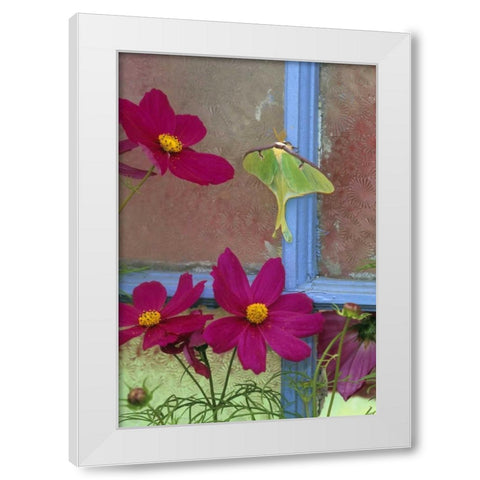 PA, Luna moth on old window with cosmos flowers White Modern Wood Framed Art Print by Rotenberg, Nancy