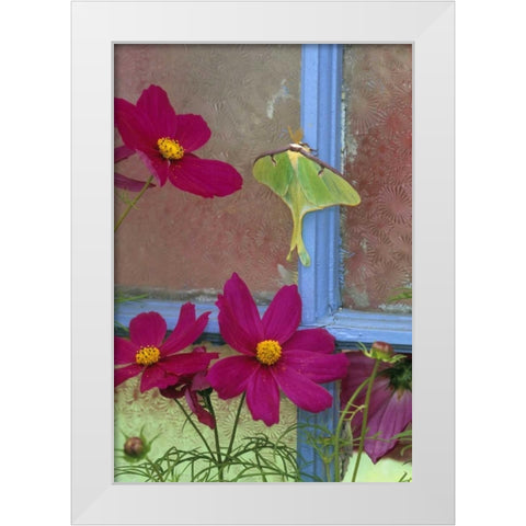 PA, Luna moth on old window with cosmos flowers White Modern Wood Framed Art Print by Rotenberg, Nancy