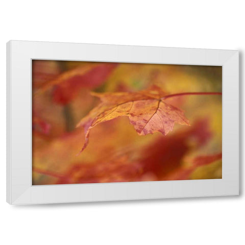 USA, Pennsylvania Maple leaf in autumn color White Modern Wood Framed Art Print by Rotenberg, Nancy