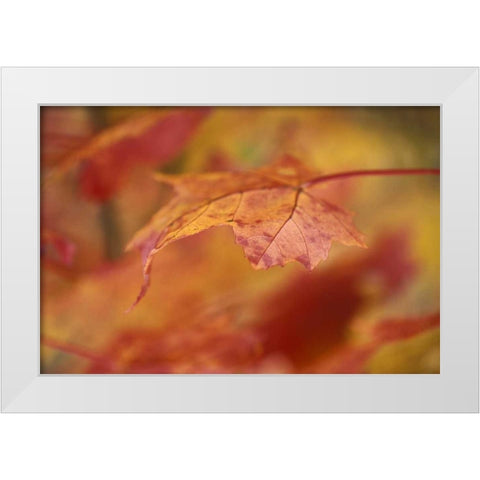 USA, Pennsylvania Maple leaf in autumn color White Modern Wood Framed Art Print by Rotenberg, Nancy