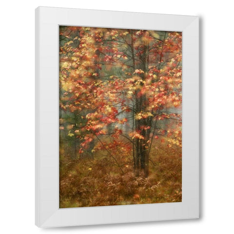 USA, Pennsylvania Sunlight on autumn leaves White Modern Wood Framed Art Print by Rotenberg, Nancy
