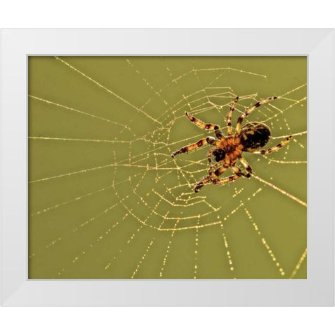 PA, Churchville Nature Center Spider on web White Modern Wood Framed Art Print by OBrien, Jay