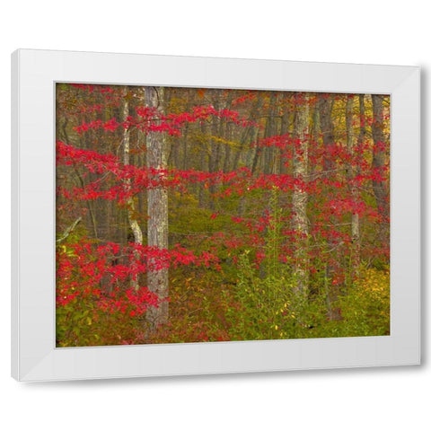 PA, Delaware Watergap NRA Autumn in forest White Modern Wood Framed Art Print by OBrien, Jay
