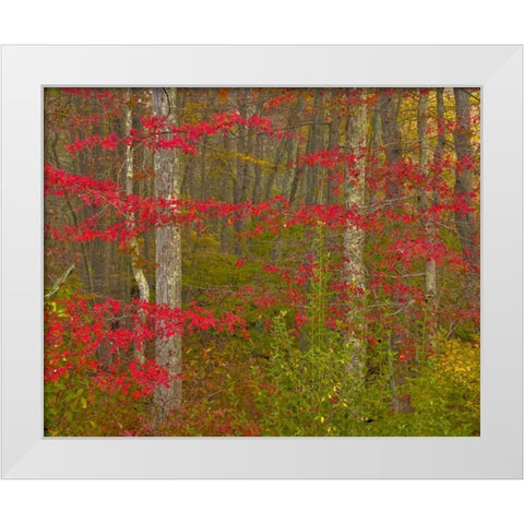 PA, Delaware Watergap NRA Autumn in forest White Modern Wood Framed Art Print by OBrien, Jay