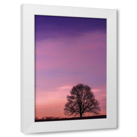 Pennsylvania, King of Prussia Tree at sunrise White Modern Wood Framed Art Print by OBrien, Jay