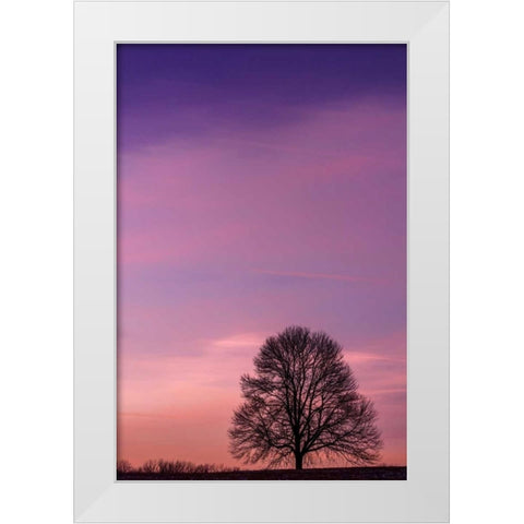 Pennsylvania, King of Prussia Tree at sunrise White Modern Wood Framed Art Print by OBrien, Jay