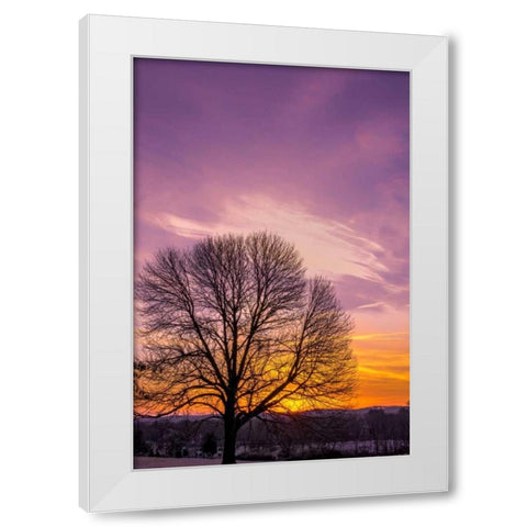 Pennsylvania, King of Prussia Tree at sunrise White Modern Wood Framed Art Print by OBrien, Jay