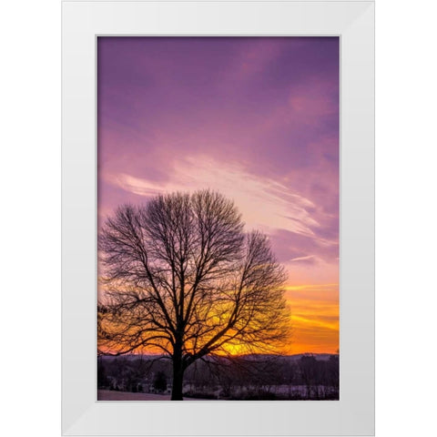 Pennsylvania, King of Prussia Tree at sunrise White Modern Wood Framed Art Print by OBrien, Jay